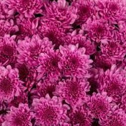 8" Potted Pink/Purple item