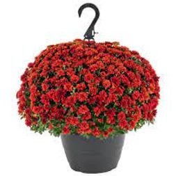 10" Hanging Red item