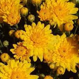 8" Potted Yellow item