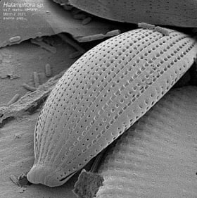 Halamphora sp. growing on eelgrass item