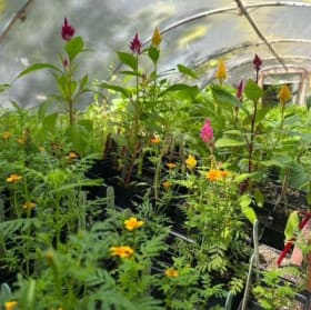 18 Practical Plant Starts item