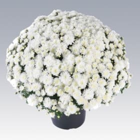 9” Pot -  White Mums item
