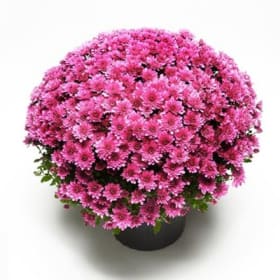 9” Pot -  Purple Mums item