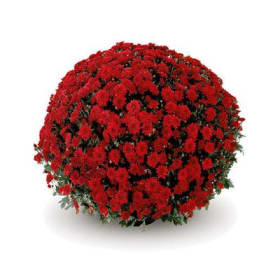 10” Pot -  Red Mums item