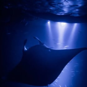 Anelakai Adventures Night Manta Canoe Adventure for 2 ($378) item