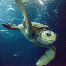 Four (4) Tickets to the South Carolina Aquarium item