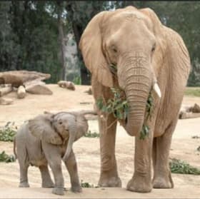 #112: (2) Tickets to the San Diego Zoo! ($148 VALUE) item