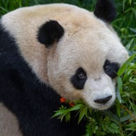 #112: (2) Tickets to the San Diego Zoo! ($148 VALUE) item