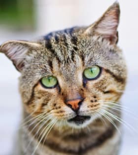 Cat Adoption Fee item