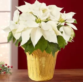White Poinsettia item
