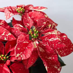 Red Glitter Poinsettia item