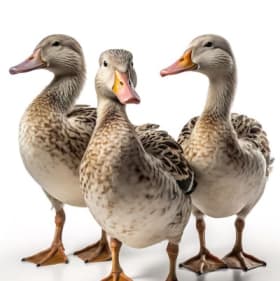 3 Ducks In A Row home organization item