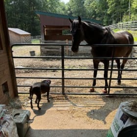 4. Protecting Kids & Pets Partnership item