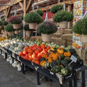 18. Calareso's Farm & Garden Center Three(3) $10. Gift Cards item