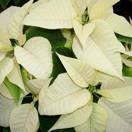 Poinsettia - White 6.5" Pot item