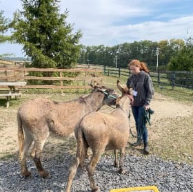 Animal Farm Foundation - Donkey Therapy Experience for 4 item
