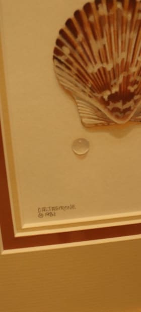 Shell Paintings (Set of 3) by Lee Caltagirone item