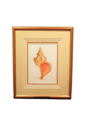 Conch by Lee Caltagirone item