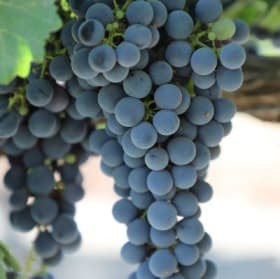 Private Winery Tour and Tasting with Zakin Wines For Six item