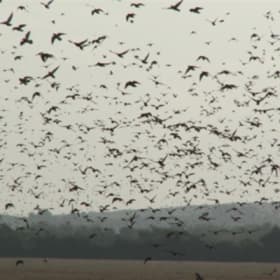 2-Person Dove Hunting Trip in Cordoba, Argentina item