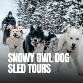 Snowy Owl Sled Dog Tours item