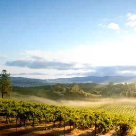 Virginia Vineyards item