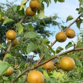 Large Box of Asian Pears item
