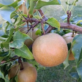 Large Box of Asian Pears item