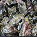 Bushel of Oysters item