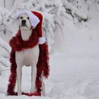 The Good Pup Package: Dog Training item