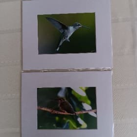 66. 2 Unframed Photos of Beautiful Birds item