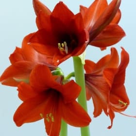 1 caisse de 12 trousses AMARYLLIS item