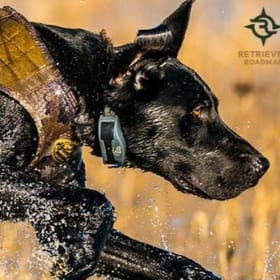 Gun Dog Supply Gift Certificate #1 item