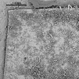 10 mm Eelgrass (Zostera marina) section covered in diatoms item