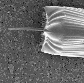 Ditylum brightwellii, girdle view item