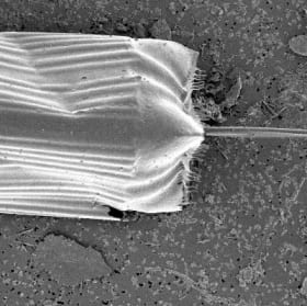 Ditylum brightwellii, girdle view item