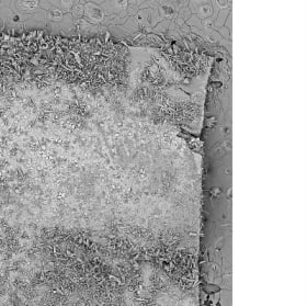 10 mm Eelgrass (Zostera marina) section covered in diatoms item