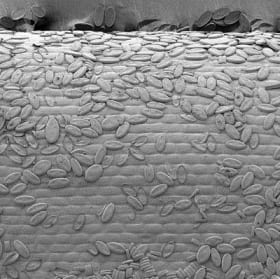 Cocconeis species on Zostera marina: diatom panorama item