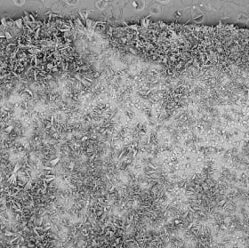 10 mm Eelgrass (Zostera marina) section covered in diatoms item