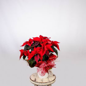 Poinsettia 6 pouces item
