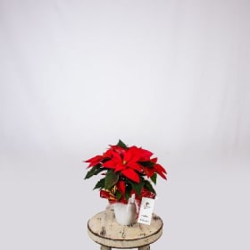 Poinsettia 4 pouces item