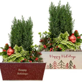 Indoor Tropical Planter item