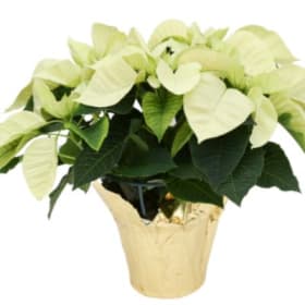 6.5" Poinsettia - WHITE item