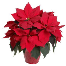 6.5" Poinsettia - RED item