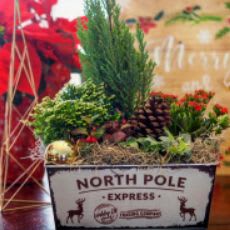 Indoor Tropical Planter item