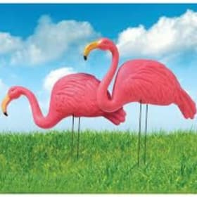 Photo of 1 Flamingo Flocking