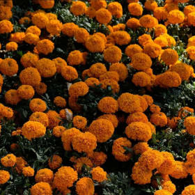 1:1 Photography Coaching w/ Jess + A Marissa Alves Print item