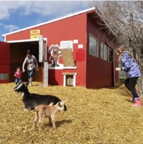 9. Dinosaur & Farm Fun Pack: Adventures Await! item