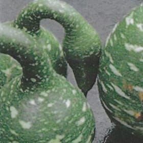 Swan gourds - Large item