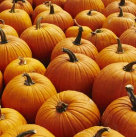 Bulk Pumpkin item